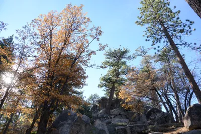 DSC_5155 (Large).JPG